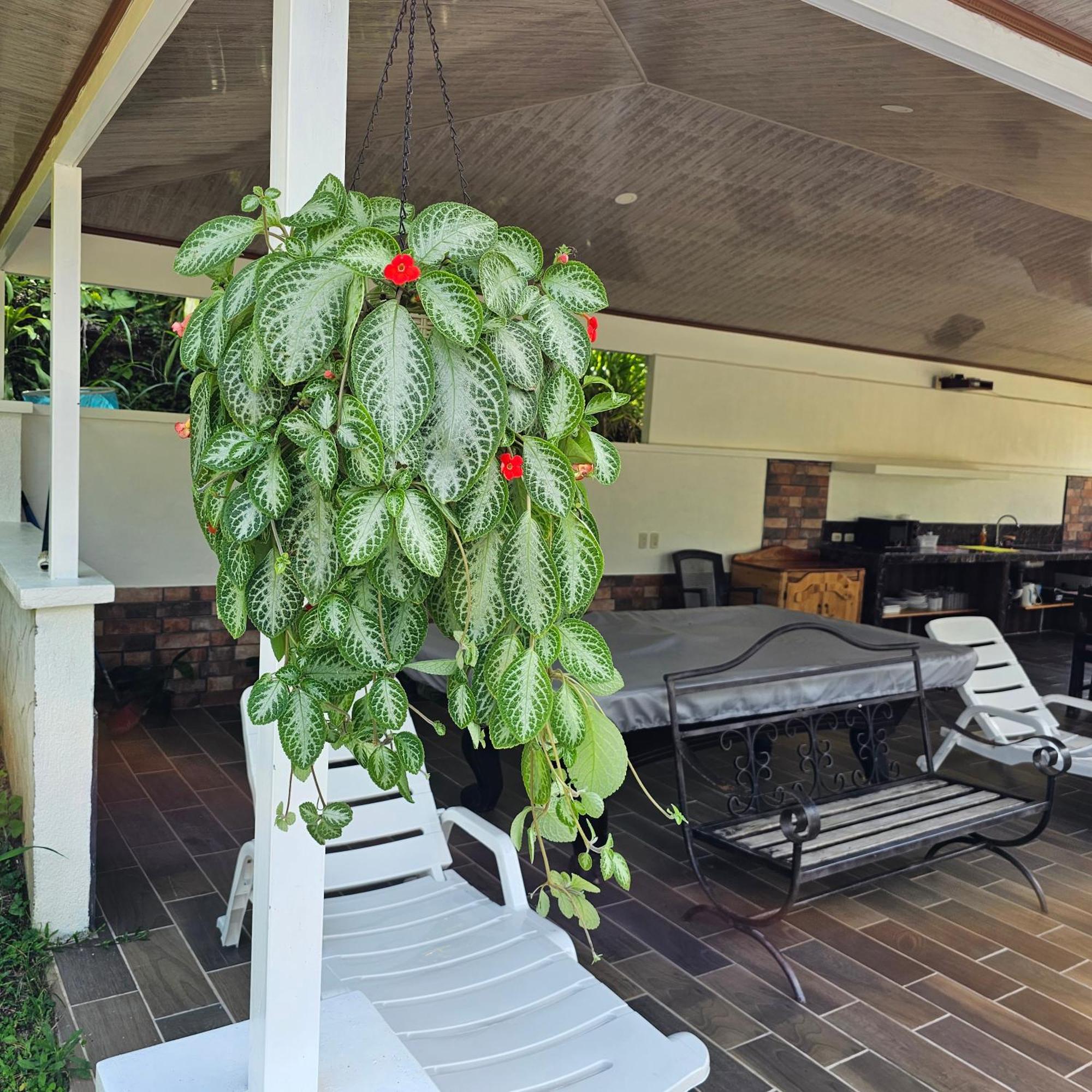 Lumbres Arenal Villa La Fortuna Dış mekan fotoğraf